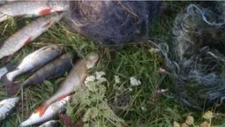 Щука, товстолоби, окунь, краснопірки: на Волині зловили браконьєра з сітками (фото)
