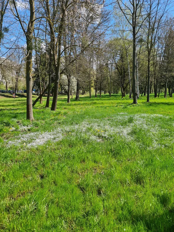 Весняний Луцьк: показали фото заквітчаного міста