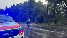 Вирувала негода: на Волині сильний вітер повалив дерева
