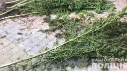 У Ківерцівському районі чоловік сушив у гаражі пів кілограма конопель (фото)
