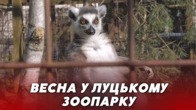Весна у Луцькому зоопарку: як тварини зустріли потепління та відвідувачів (відео)