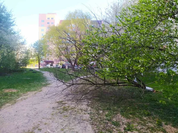 Повалені дерева і зірвані дахи: у Луцькій громаді ліквідовують наслідки буревію (фото)
