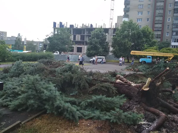 У Луцьку біля РАЦСу гроза повиривала ялинки (фото)