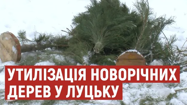 На корм і «хащі» для мешканців зоопарку: як у Луцьку утилізують ялинки