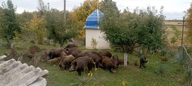 На подвір’ї волинянки серед білого дня господарювали дикі кабани із поросятами (фото)
