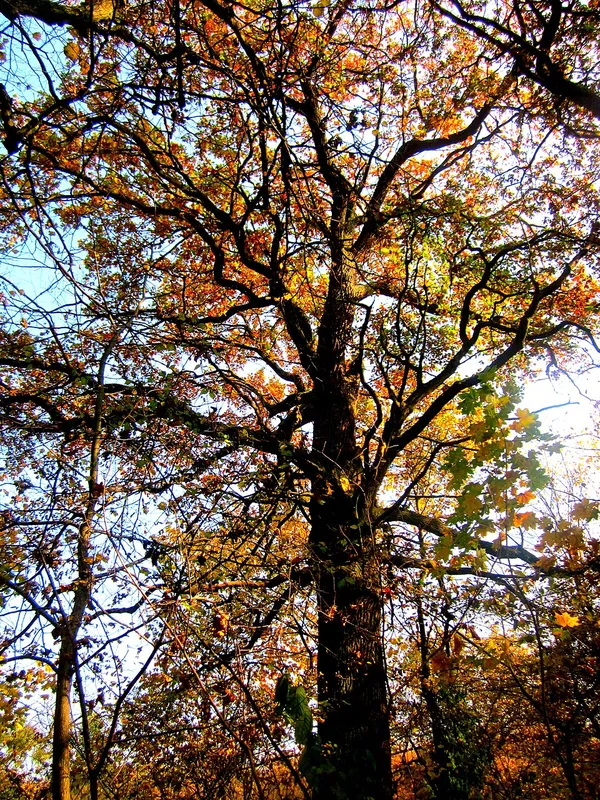 П’ять дубів, яким понад 300 років: під Луцьком ростуть велетні зі старовікових дібров (фото)