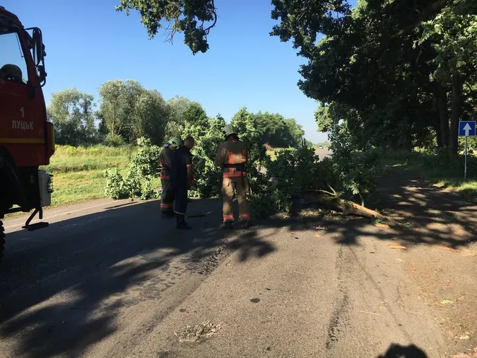 У Луцькому районі дерево звалилось на дорогу (фото)