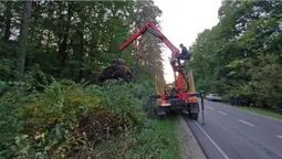 На Львівщині вантажівка збила 700-кілограмового зубра (фото 18+)
