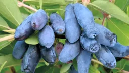 Перший врожай жимолості: скільки коштує у Луцьку і де купити