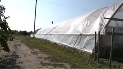 Огіркова столиця: який врожай збирають в селі Чорниж на Волині