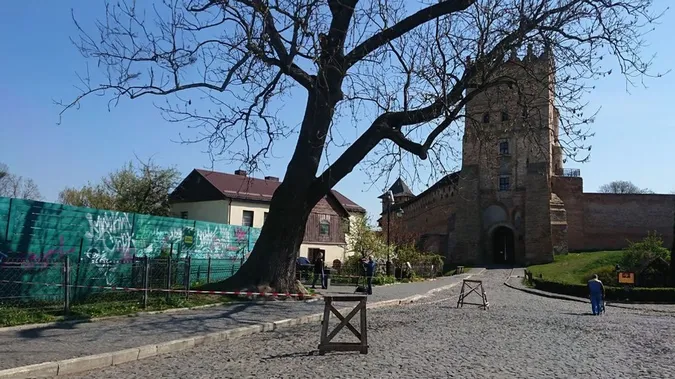 Друге життя Лесиного ясена: у Луцьку зі знаменитого дерева створюють столи та музичні інструменти (фото)