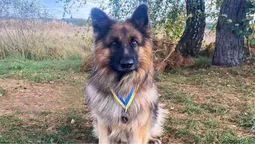 Пес волинського підрозділу отримав медаль «За віддану службу» (фото)
