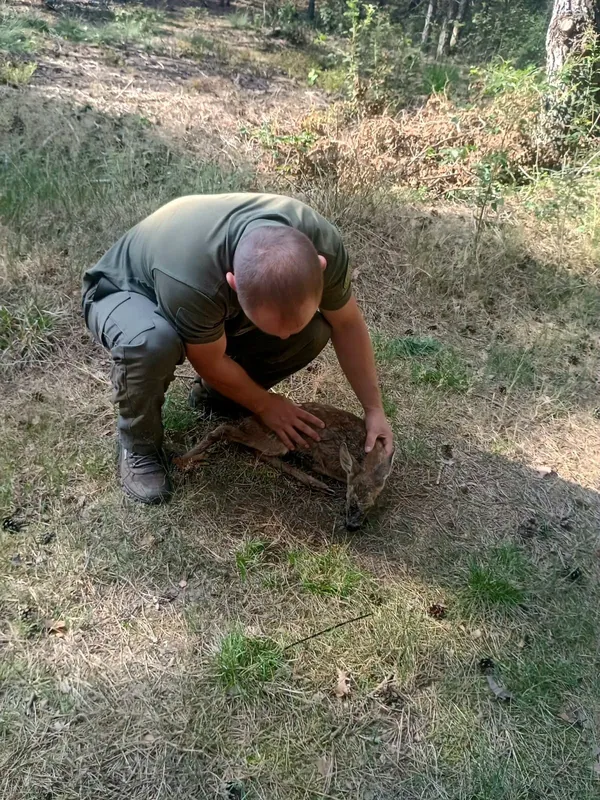 На Світязі врятували козулю, яка ледь не потонула в озері (фото)