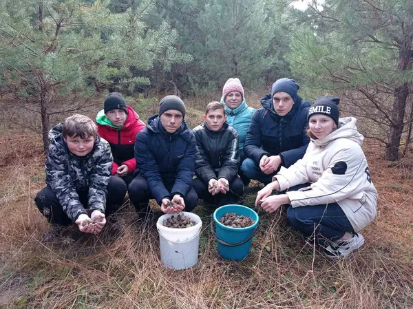В лісництві на Волині зібрали понад 3 тонни соснових шишок (фото)