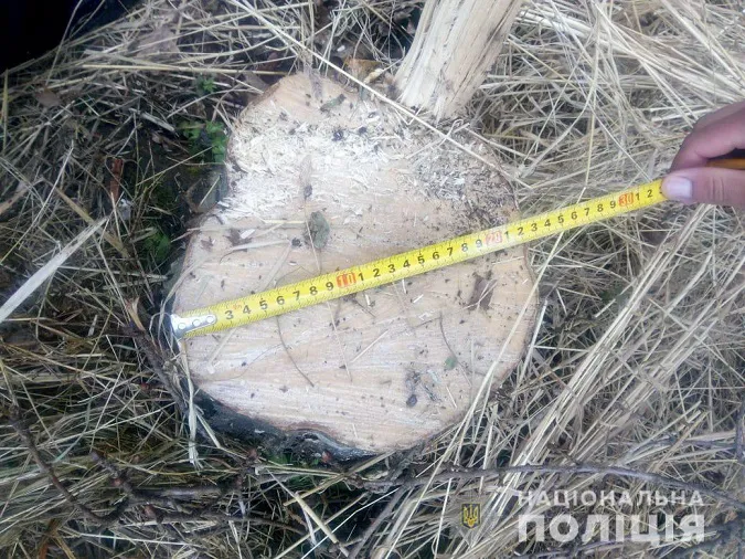 На Волині чоловік незаконно зрубав дуб і граб (фото)