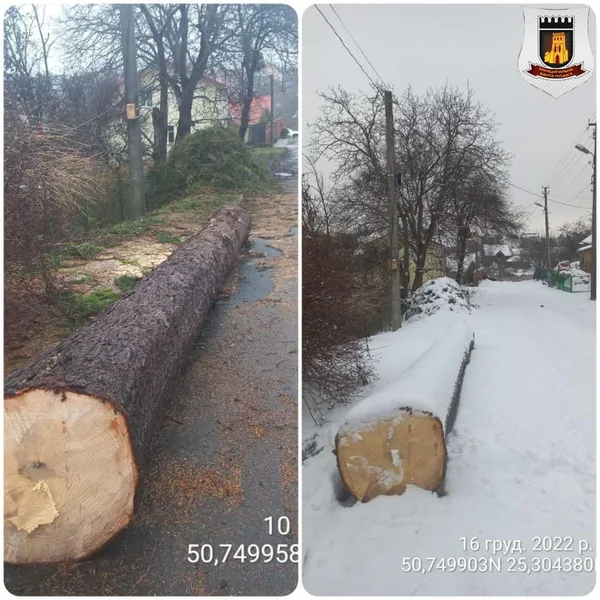 У Луцьку муніципали покарали неохайного «лісоруба» (фото)
