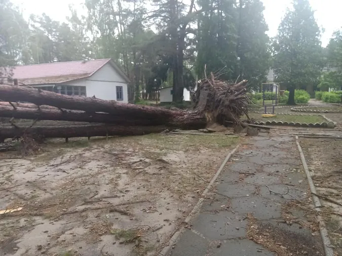 Вирвані з корінням дерева: на Світязі через буревій постраждав дитячий табір (відео)