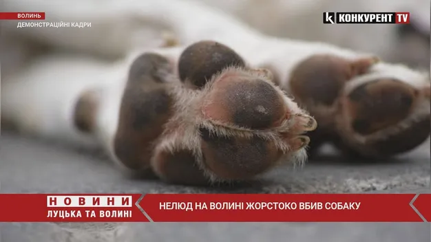 У Ковелі п'яний неадекват викинув з п'ятого поверху собаку (відео)