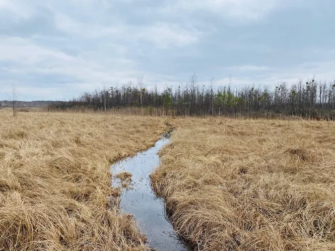 На Волині знайшли унікальну екосистему (фото)