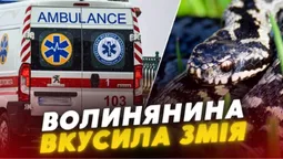 Волинянина вкусила отруйна змія: що робити, якщо це сталось з вами (відео)