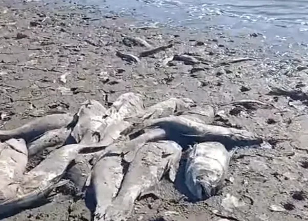 Крига скувала до самого дна: у ставку біля Луцька загинула вся риба (фото, відео)