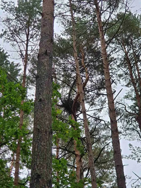Що під час обстеження знайшли у «Цуманській пущі» (фото)