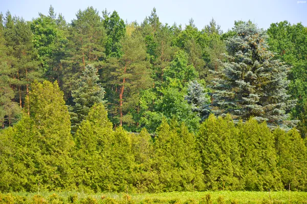  Волинь без  сосен: лісівники попереджають (фото)