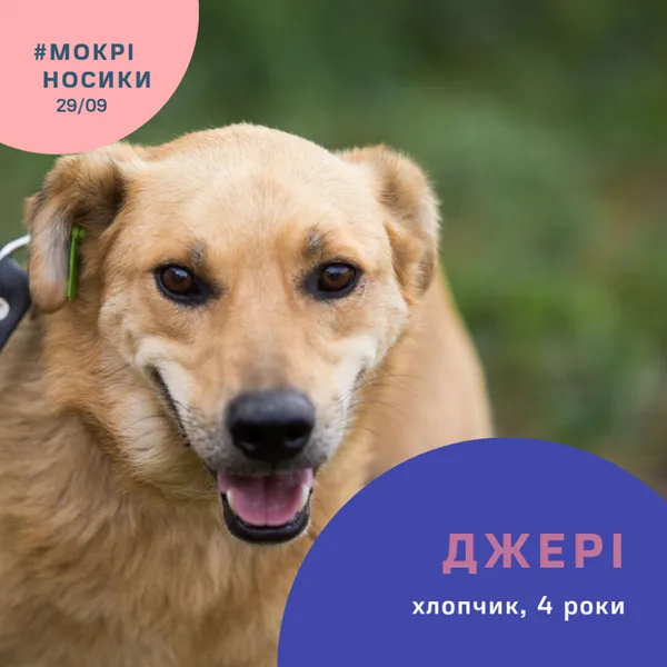 Безпритульні собаки у всій красі: показали учасників фестивалю «Мокрі носики» (фото)