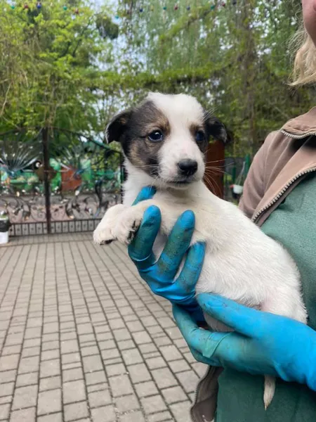 Під Луцький зоопарк підкинули цуценят: чоловіка зафіксували камери (фото, відео)