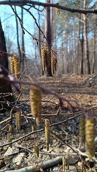 Їжачки, грибочки та квіти: якою є весна у нацпарку на Волині (фото)