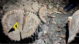 У Шацькій громаді незаконно порубали дуби (фото)