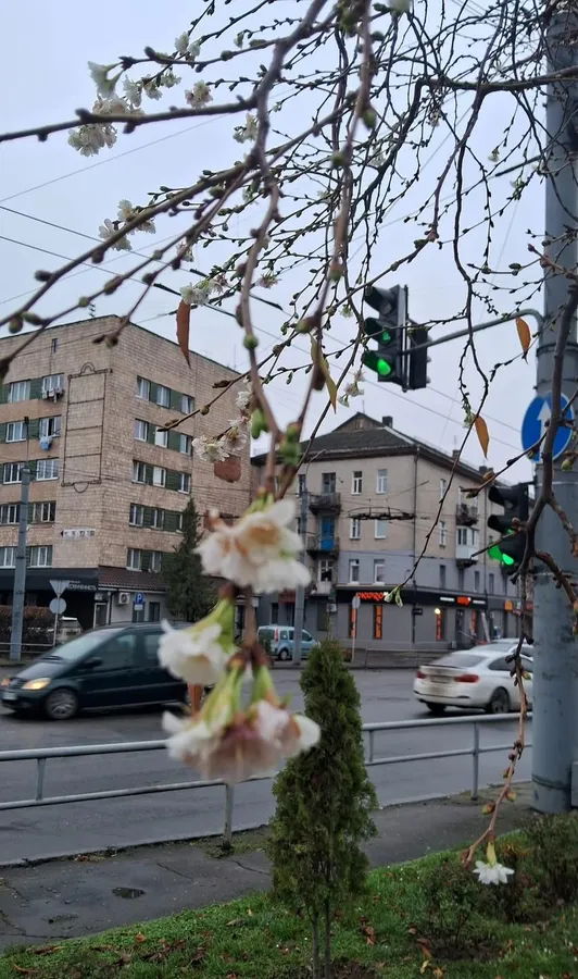 Несподіване осіннє диво: у Луцьку в листопаді зацвіли сакури (фото)