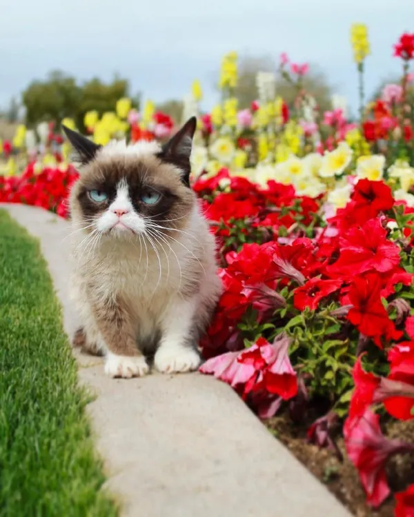 Знаменита в Instagram сердита кішка Grumpy Cat померла (фото)