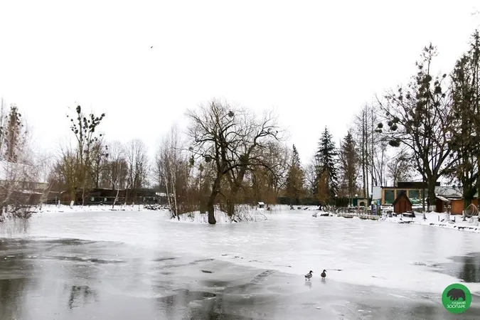 У Луцькому зоопарку «ловили» останні зимові кадри (фото)