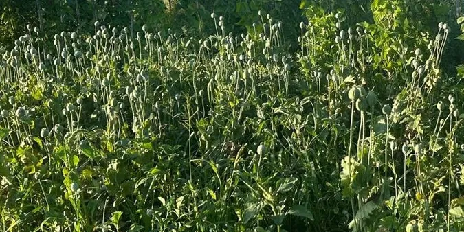 Жінка виростила цілу плантацію заборонених рослин на городі в Луцькому районі (фото)
