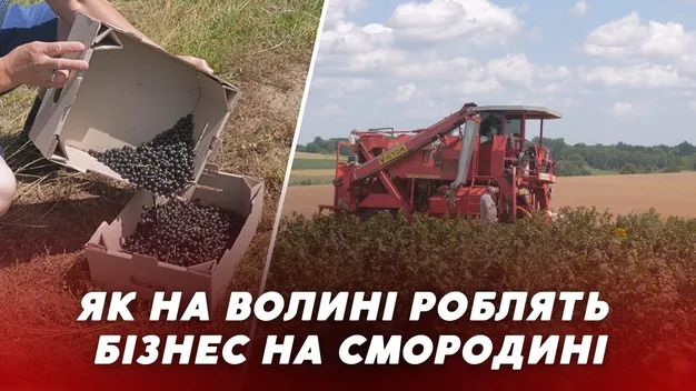 Сім тонн з гектара: як у селі на Волині польське підприємство вирощує смородину (відео)