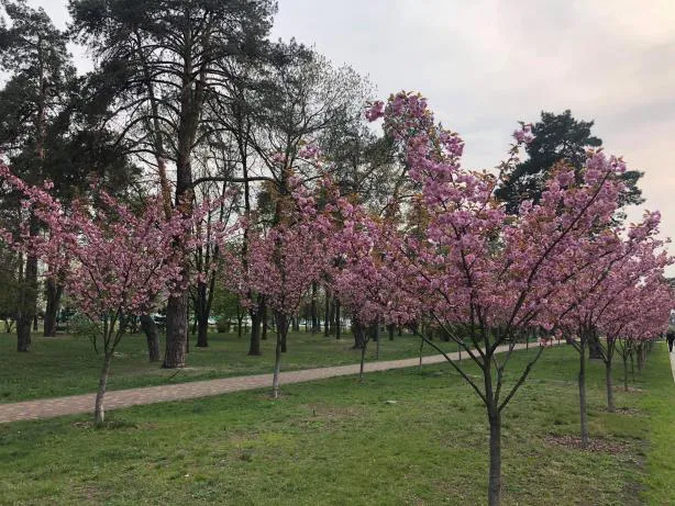 У Києві розцвіла найдовша алея сакур (фото, відео)