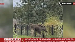 На Волині померло лосеня, яке напоролося на огорожу (відео)