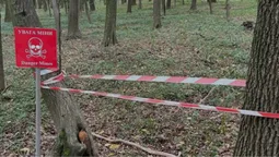 Замість грибів – снаряди: на Західній Україні у лісах виявляють небезпечні знахідки (фото)