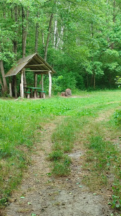 У лісових нетрях Волинського Полісся ховається заповідне озеро у формі вісімки (фото)