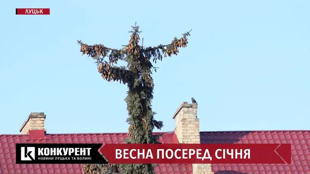 Синоптики пояснили, чому на Волині взимку так тепло і чи випаде сніг