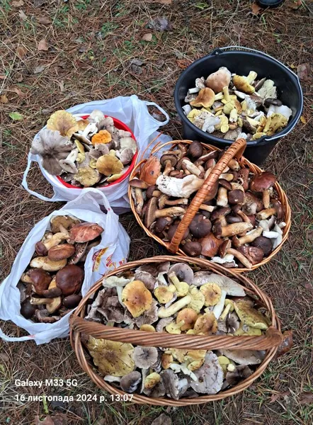 На Волині, попри морози, грибники збирають повні кошики «лісових дарунків» (фото)