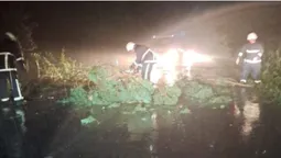 У Луцькому районі повалене дерево перегородило дорогу (фото)
