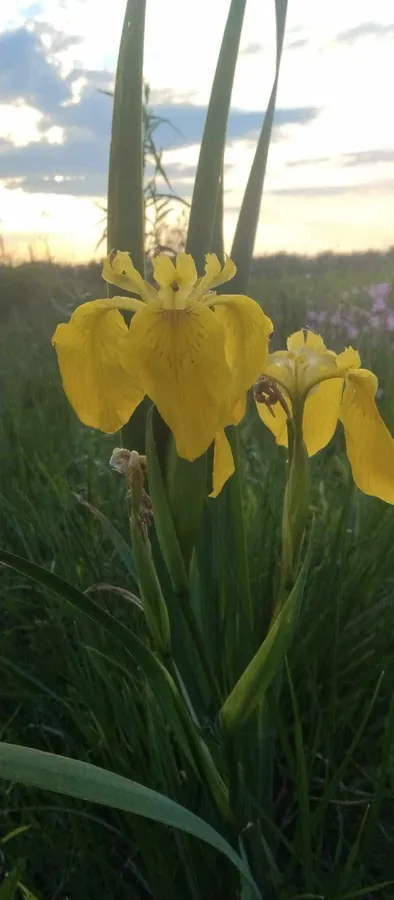 Таємниця Стоходу: розкрили місце, де цвіте рідкісна червонокнижна орхідея (фото)
