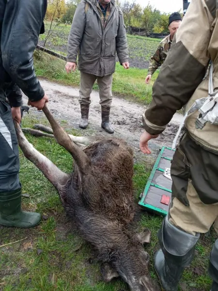 На Волині браконьєри застрелили лося (фото 18+)