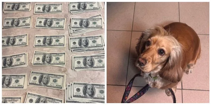 В «Устилузі» собака винюхав $30000 у вантажівці (фото)