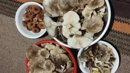 «Ніяк не можна закрити сезон»: волиняни досі шукають гриби (фото)