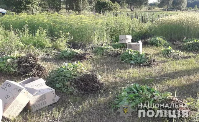 На волинянок завели кримінал через мак і коноплі на городі (фото)