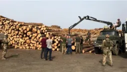 На Волині лісопереробник зберігав 4000 незаконно зрубаних дерев (фото, відео)