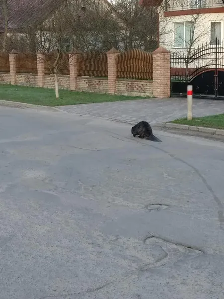 У Ківерцях дорогою прогулювався бобер (фотофакт)